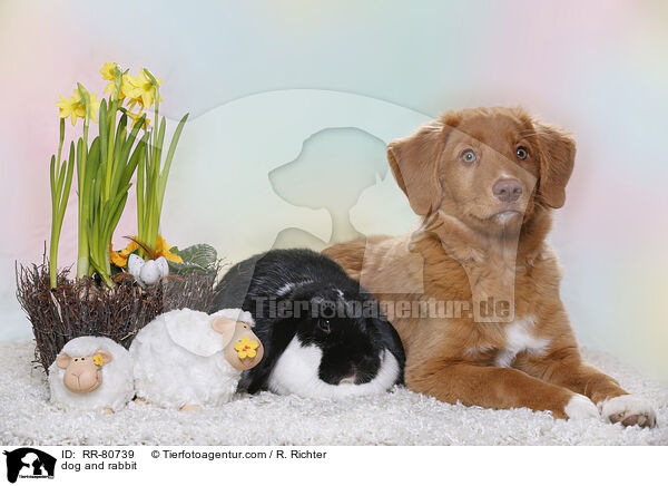 dog and rabbit / RR-80739