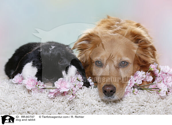 dog and rabbit / RR-80797