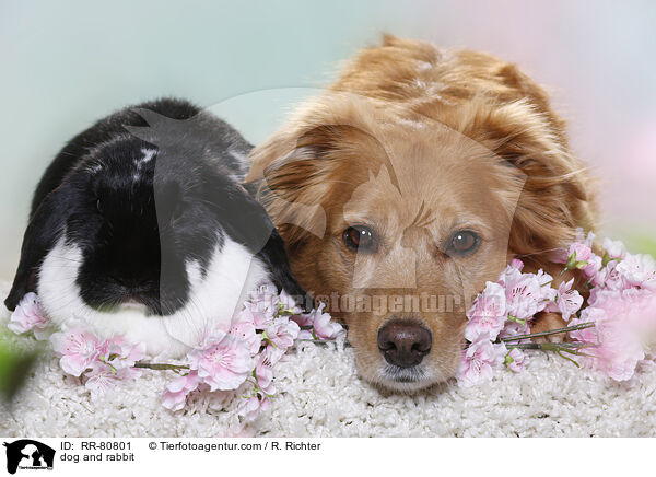 dog and rabbit / RR-80801