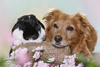 dog and rabbit