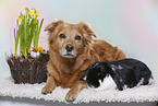 dog and rabbit