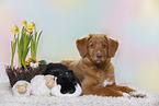 dog and rabbit