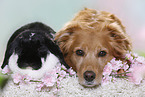 dog and rabbit