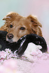 dog and rabbit