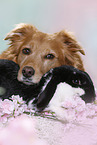 dog and rabbit
