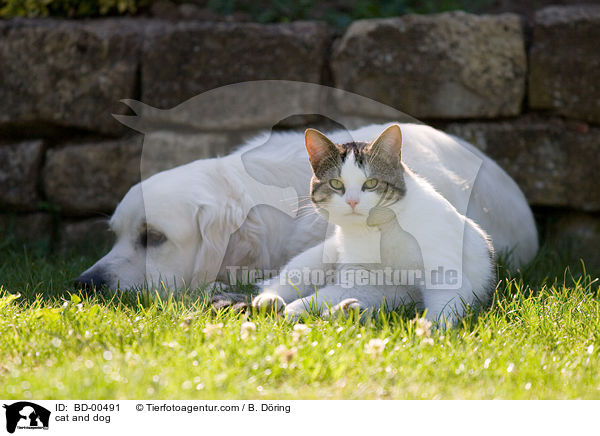 cat and dog / BD-00491