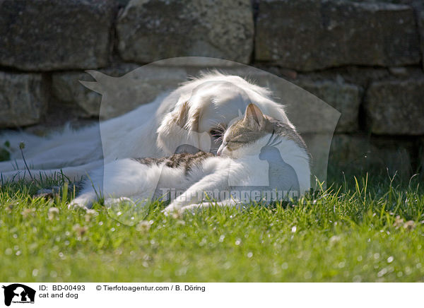 Hund und Katze / cat and dog / BD-00493