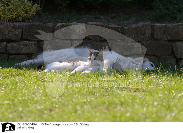 cat and dog / BD-00494