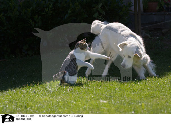 cat and dog / BD-00496