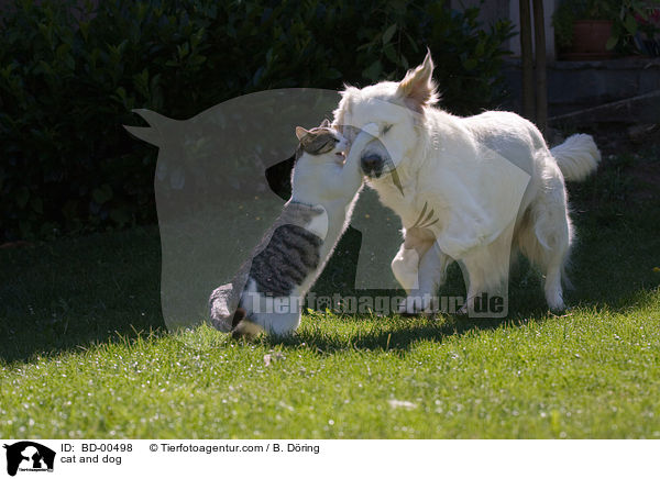 cat and dog / BD-00498