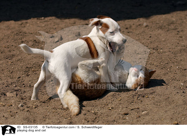 Hund und Katze beim Spielen / playing dog and cat / SS-03135