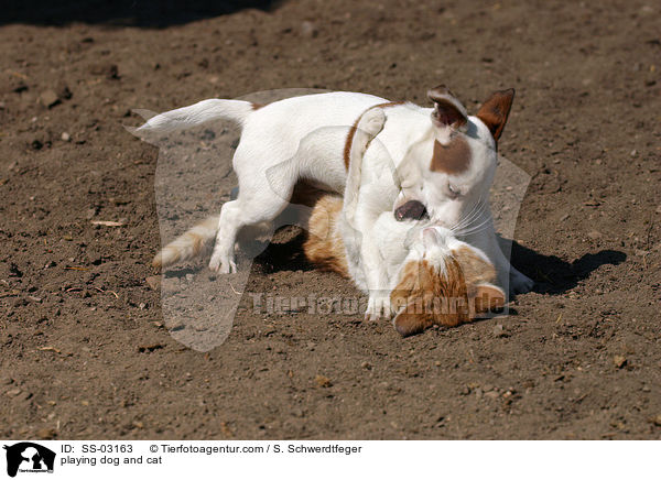 Hund und Katze beim Spielen / playing dog and cat / SS-03163