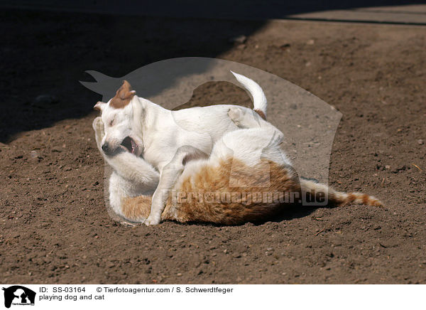 Hund und Katze beim Spielen / playing dog and cat / SS-03164