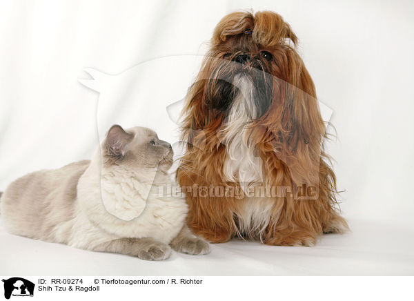 Shih Tzu & Ragdoll / Shih Tzu & Ragdoll / RR-09274
