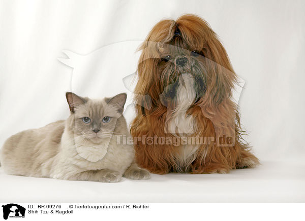 Shih Tzu & Ragdoll / Shih Tzu & Ragdoll / RR-09276