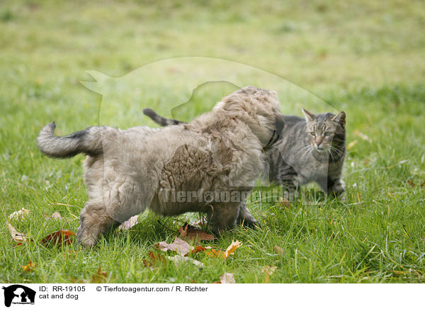 Hund und Katze / cat and dog / RR-19105