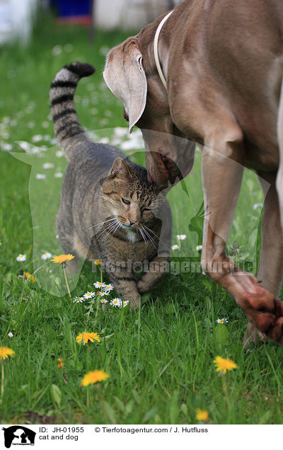 cat and dog / JH-01955