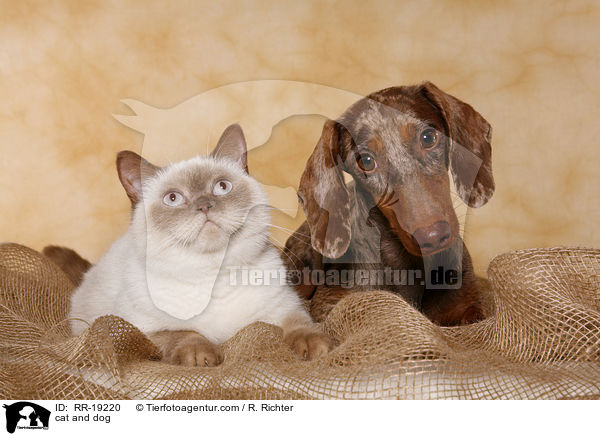 cat and dog / RR-19220