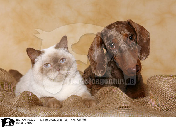 cat and dog / RR-19222