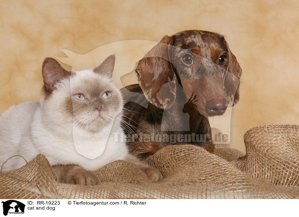 cat and dog / RR-19223