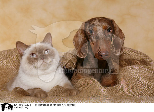 cat and dog / RR-19224