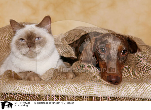 cat and dog / RR-19225