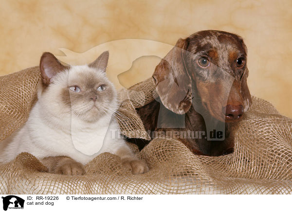 cat and dog / RR-19226