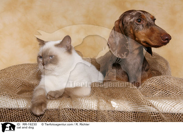 cat and dog / RR-19230