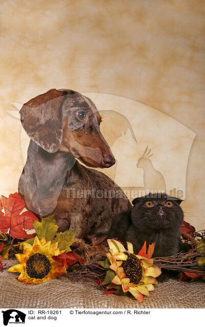 cat and dog / RR-19261