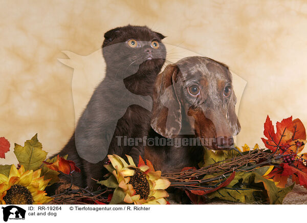 cat and dog / RR-19264