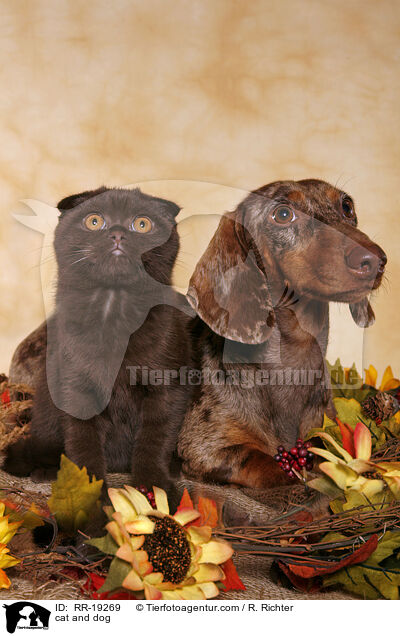 cat and dog / RR-19269