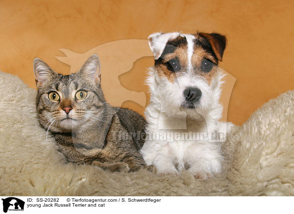 young Jack Russell Terrier and cat / SS-20282