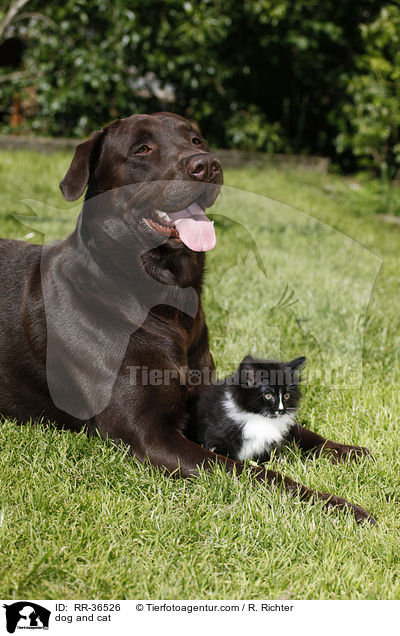 dog and cat / RR-36526