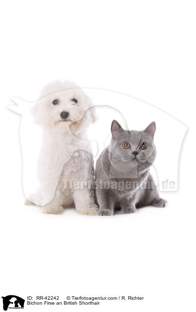 Bichon Firse an British Shorthair / RR-42242