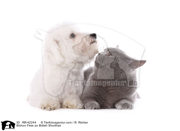 Bichon Firse an British Shorthair / RR-42244