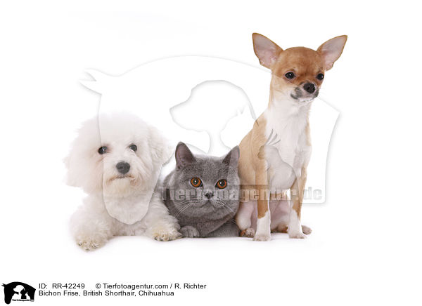 Bichon Frise, British Shorthair, Chihuahua / RR-42249