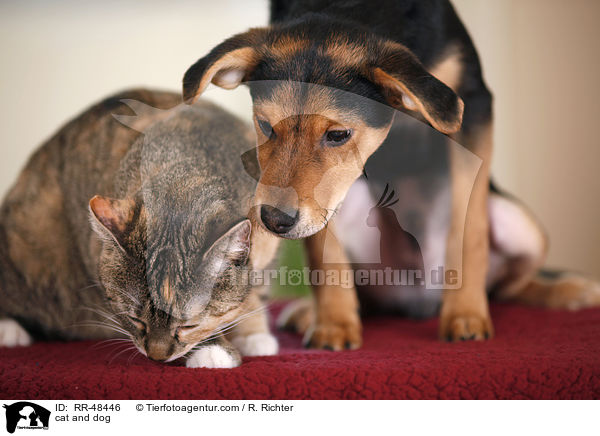 cat and dog / RR-48446