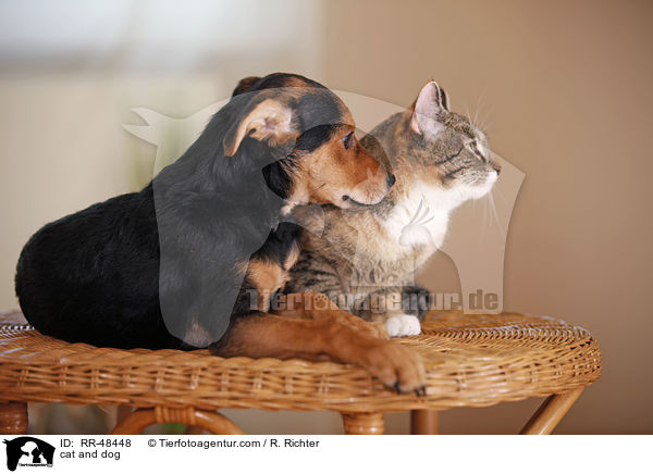 cat and dog / RR-48448
