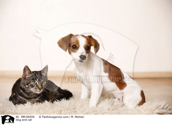 dog and cat / RR-56500
