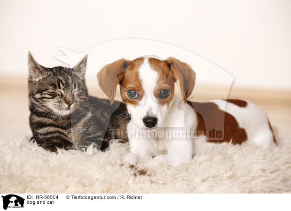 dog and cat / RR-56504