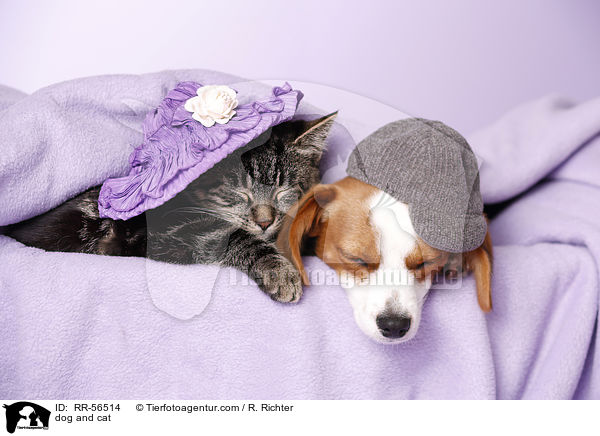 dog and cat / RR-56514