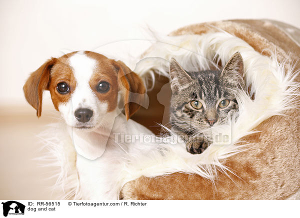dog and cat / RR-56515