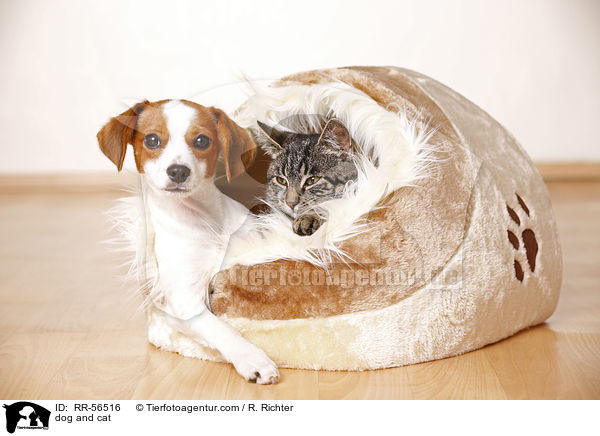 dog and cat / RR-56516