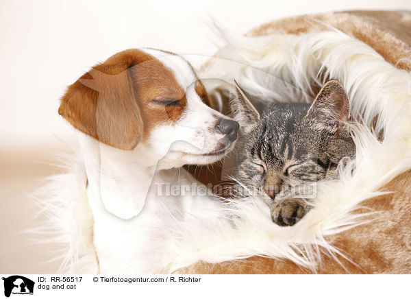dog and cat / RR-56517
