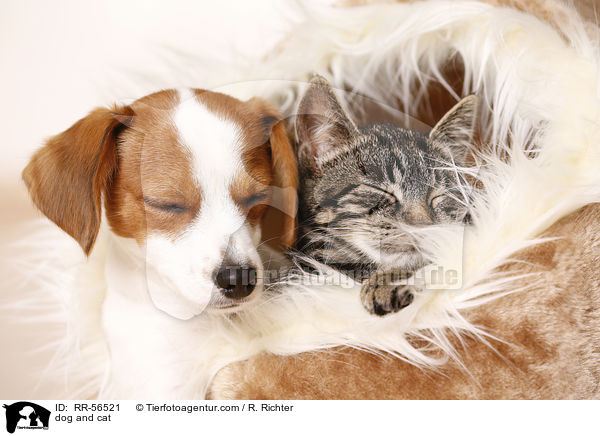 dog and cat / RR-56521
