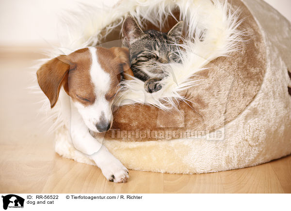 dog and cat / RR-56522