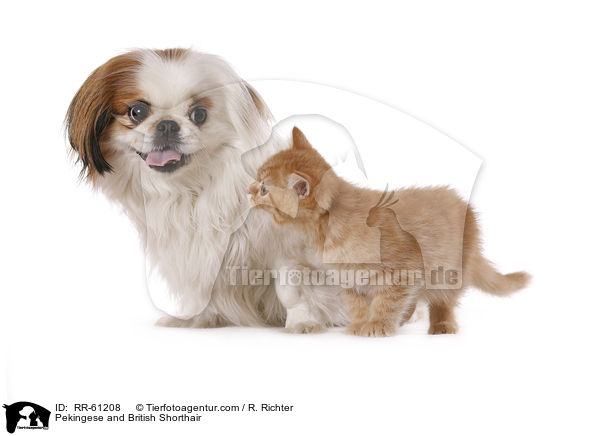 Pekinese und Britisch Kurzhaar / Pekingese and British Shorthair / RR-61208