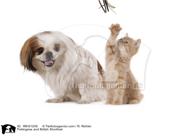 Pekingese and British Shorthair / RR-61209