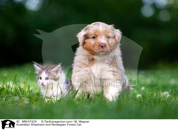 Australian Shepherd und Norwegische Waldkatze / Australian Shepherd and Norwegian Forest Cat / MW-07424