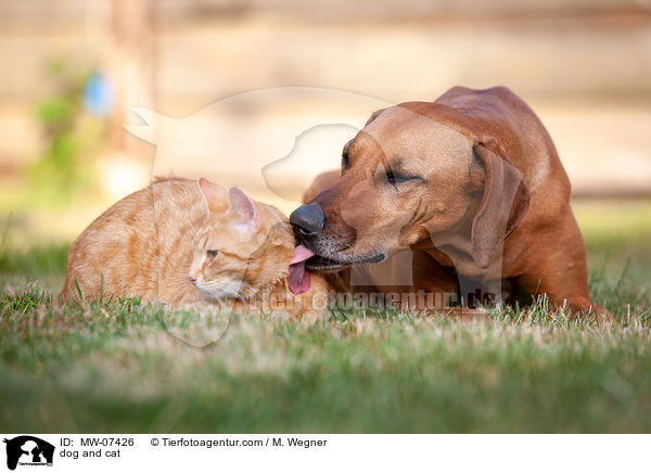 dog and cat / MW-07426